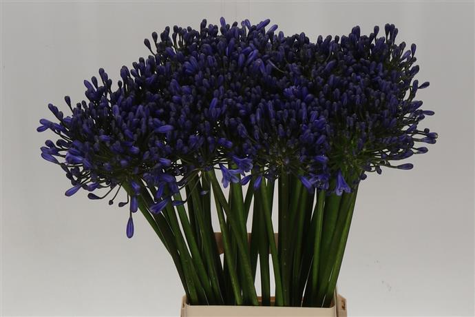 Agapanthus - Blue