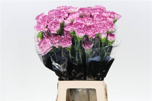Carnations ( Dianthus) - Pink/Purple Two Tone