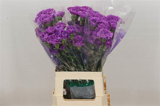 Carnations (Dianthus) - Purple