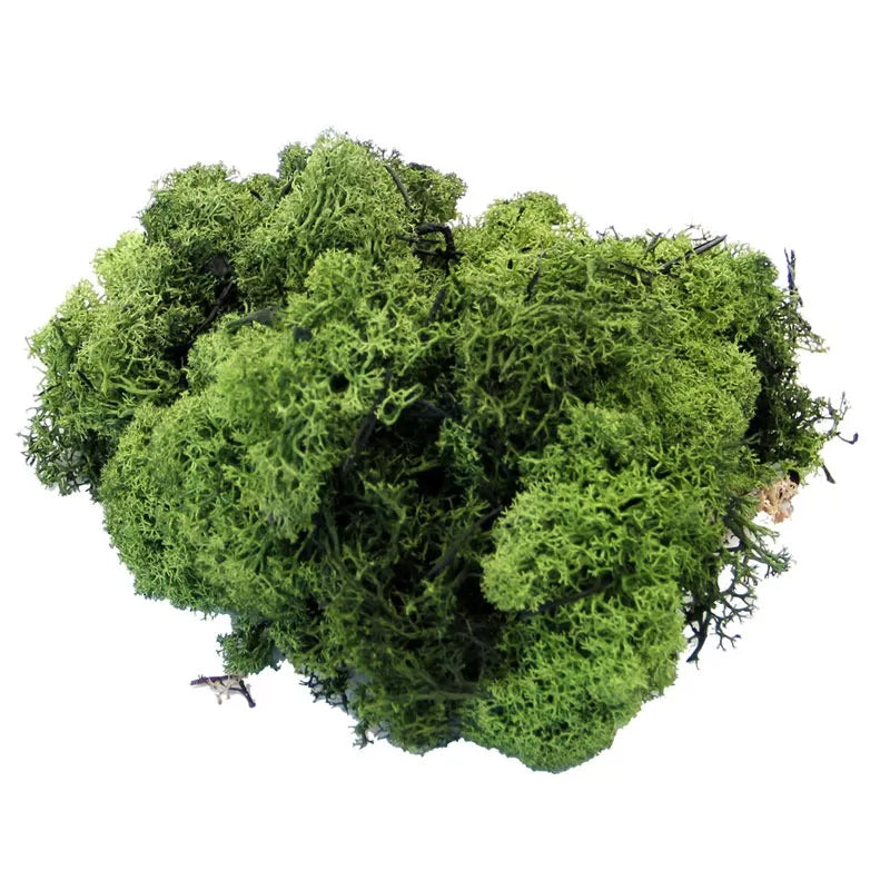 Dark Green Reindeer Moss