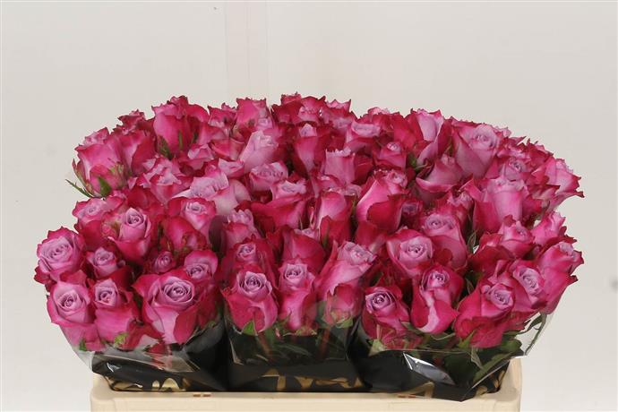 Rose - Deep Purple - Purple