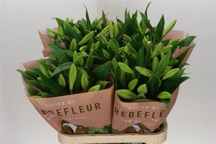 Longiflorum Lily - White