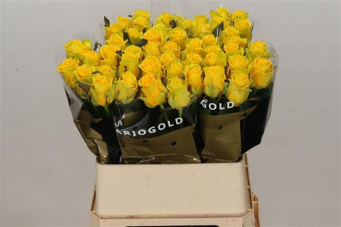 Rose - Penny Lane - Yellow