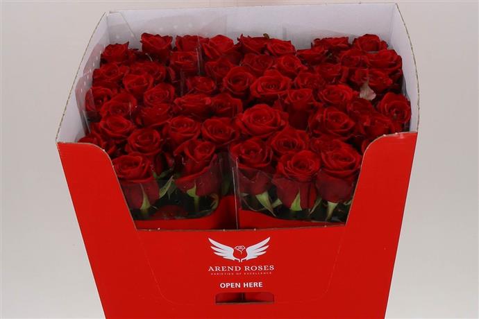 Rose - Red Eagle - Red