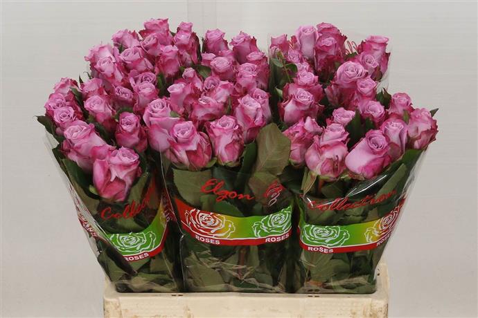Rose - Maritim - Purple/Cerise