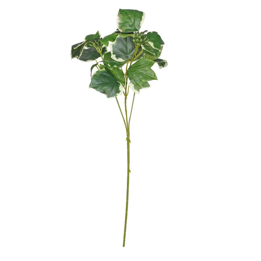 French Ivy Spray - Variegated Leaves