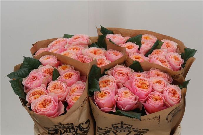 Rose - Vuvuzela - Pink/Orange