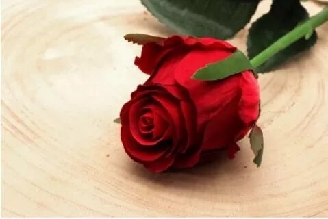 Artificial - Oxford Rose Bud - Red