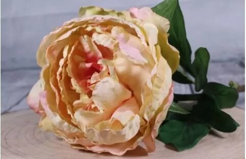 Single Peony Cream (71cm)