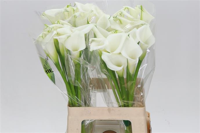 Calla Lily - White
