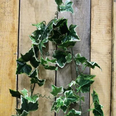 6ft Holland Ivy Garland x 97 lvs (6/48)