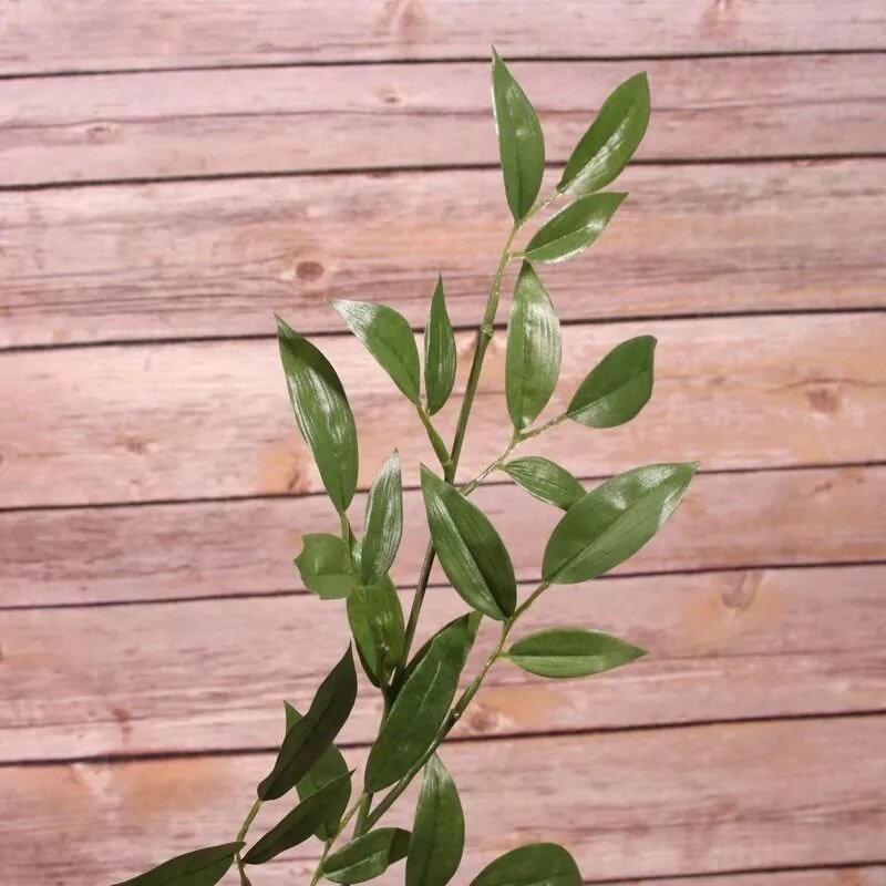 Artificial - Ruscus Spray
