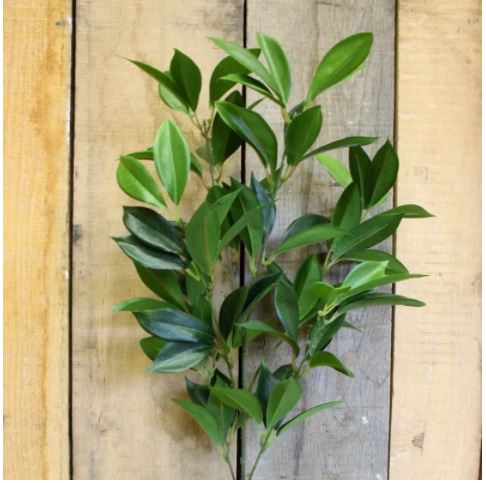 Artificial - Shikiba Spray