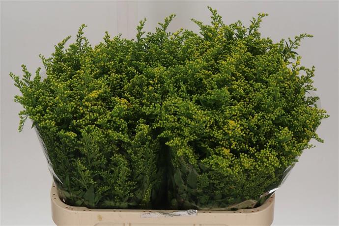 Solidago - Yellow