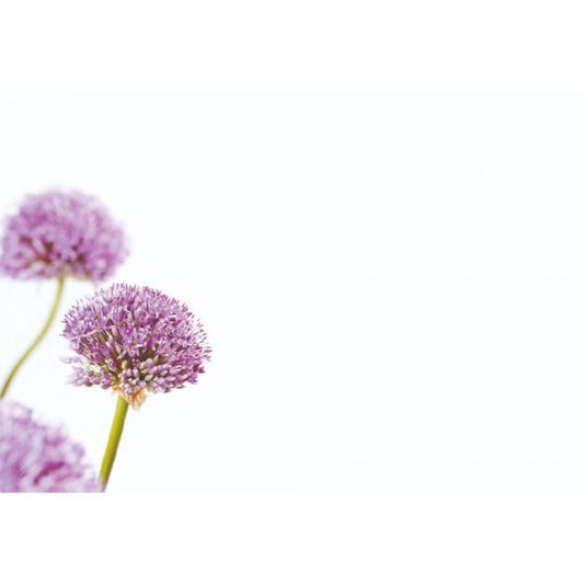 Greeting Card - Purple Allium