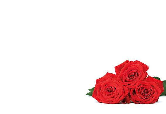 Greeting Card - Red Rose