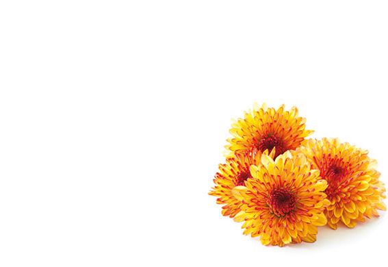 Greeting Card - Orange Chrysanthemum