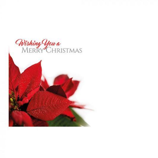 Greeting Card - Poinsettia