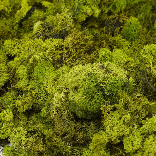 Moss - Finland