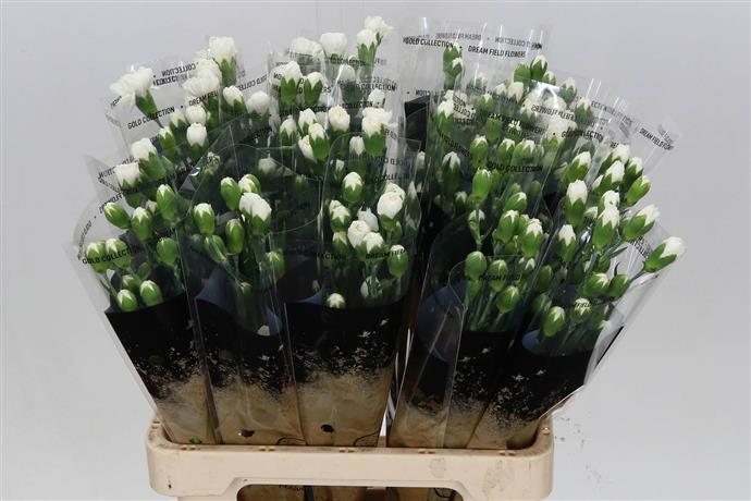 Spray Carnations - White
