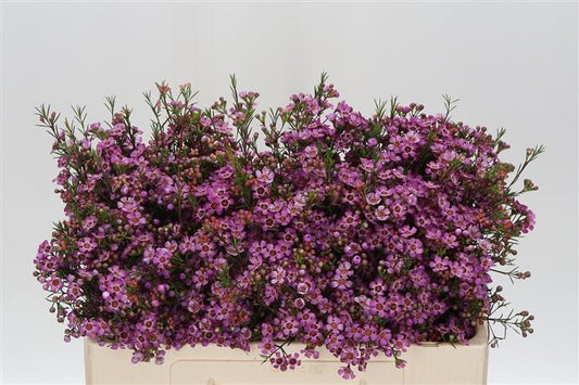 Chamelaucium (Waxflower) - Pink