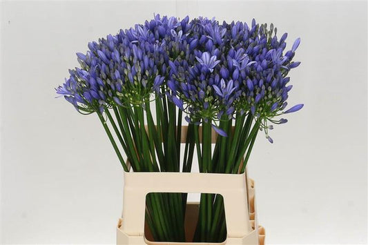 Agapanthus - Blue