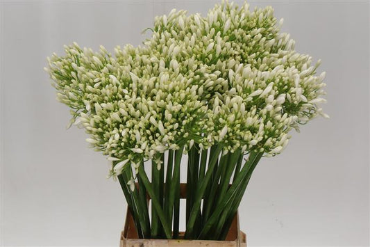 Agapanthus - White