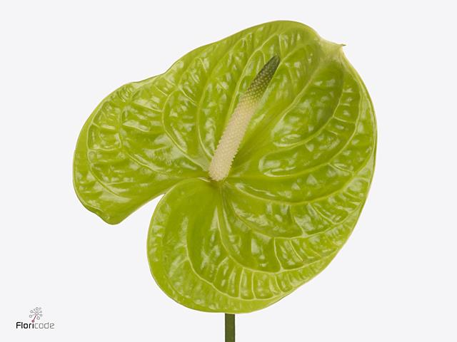 Anthurium - Green