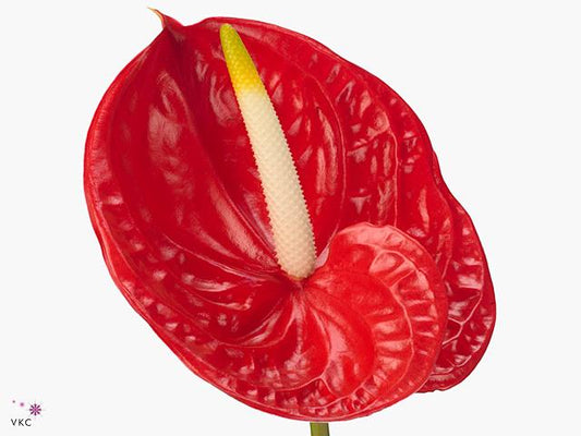 Anthurium - Red