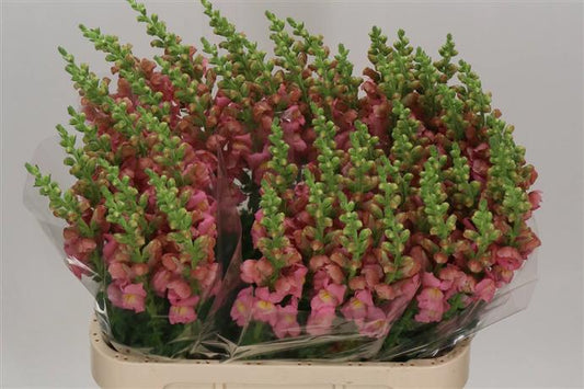 Antirrhinum - Pink