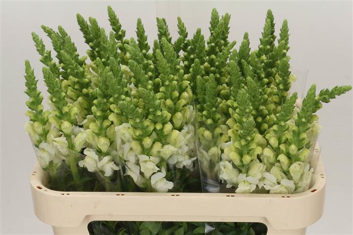 Antirrhinum - White