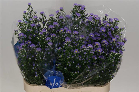 Aster (September) - Purple