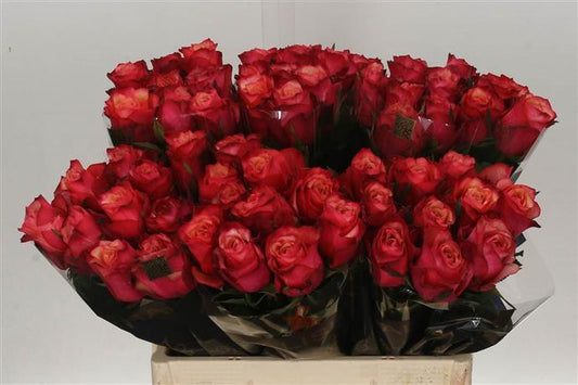 Rose - Bogart - Orange/Red
