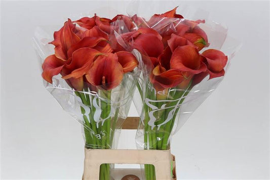 Calla Lily - Orange