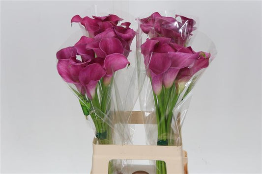 Calla Lily - Purple