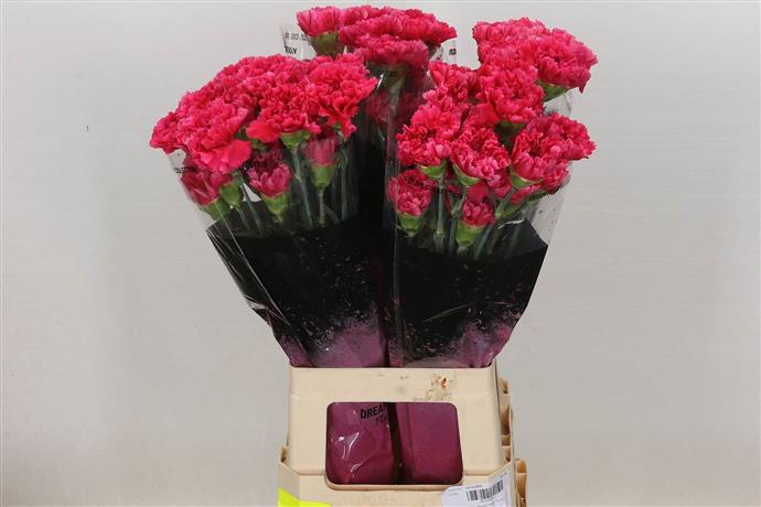 Carnations (Dianthus) - Cerise