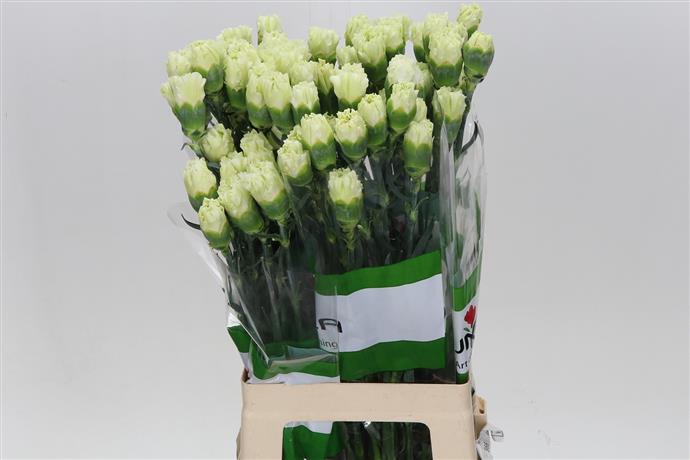 Carnations (Dianthus) - Green
