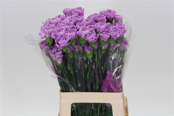 Carnations (Dianthus) - Lilac