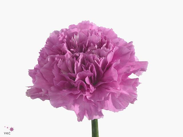 Carnations (Dianthus) - Magenta