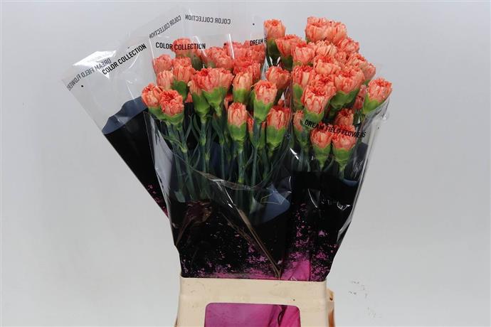 Carnations (Dianthus) - Orange