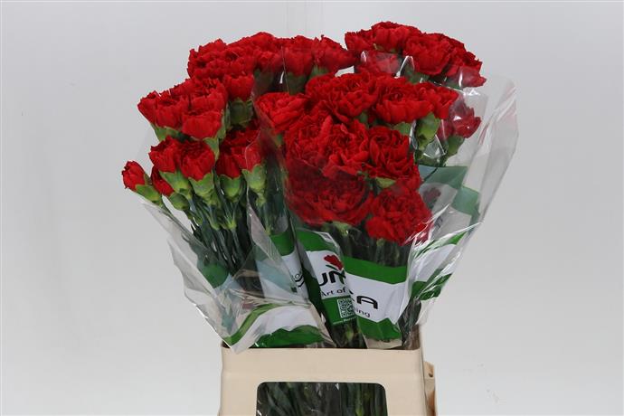 Carnations (Dianthus) - Red