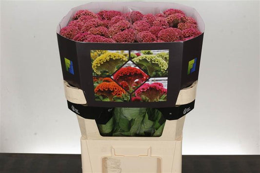 Celosia - Pink