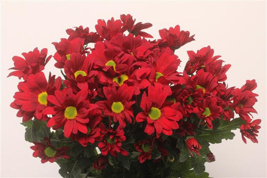 Chrysanthemum Spray - Barolo - Red