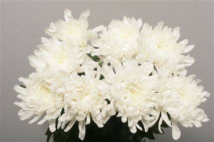 Chrysanthemum Bloom - Antonov - White