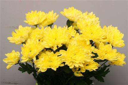 Chrysanthemum Spray - Baltica - Yellow