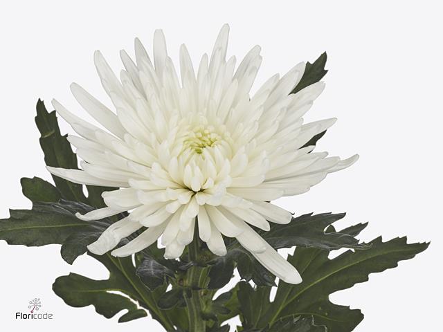 Chrysanthemum Bloom - Topspin - White