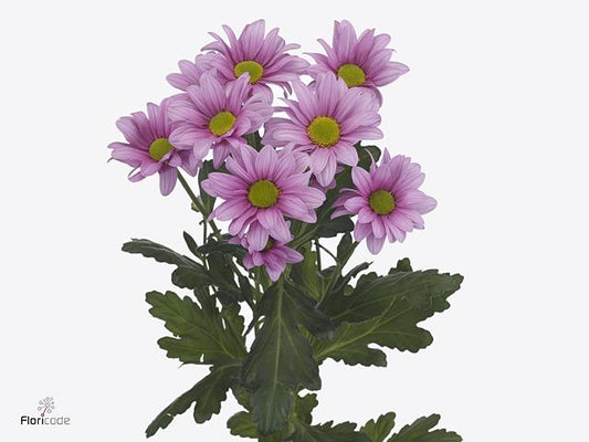 Chrysanthemum Spray - Ballerinas - Pink