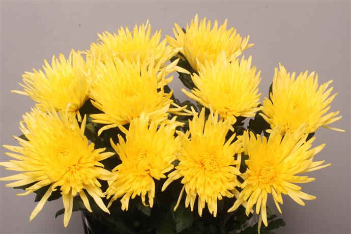 Chrysanthemum Blooms - Anastasia - Yellow