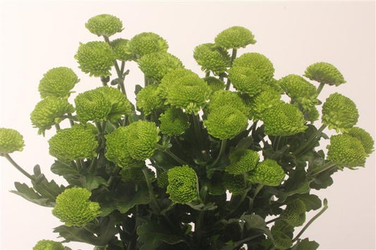 Chrysanthemum Spray - Code - Green