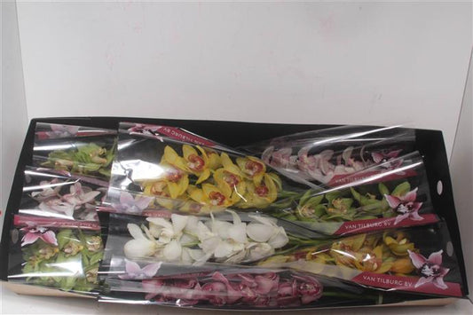 Cymbidium - Mixed